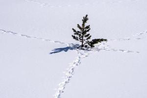 spuren von tierspuren auf weißem schnee foto