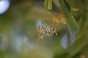 Lindenfrucht und -blume auf grünem Hintergrund foto