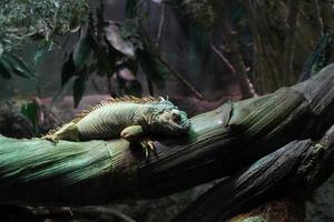 Grüner Leguan Nahaufnahme Porträt auf einem Baum foto