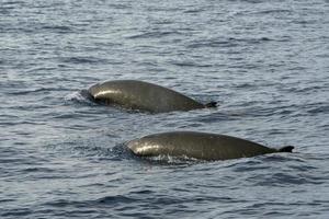 Der seltene Gänseschnabelwal Delfin Ziphius cavirostris foto