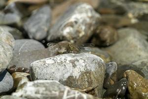 Libelle Makro Nahaufnahme foto