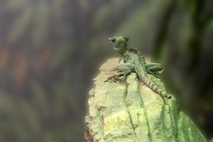 Grüner Basilisk im Wald foto