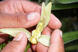 Vanille-Plantage auf der Insel Tahaa Französisch-Polynesien foto