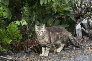 Katzenjäger, der in freier Wildbahn jagt foto