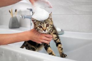 Eine Frau badet eine Katze im Waschbecken. foto