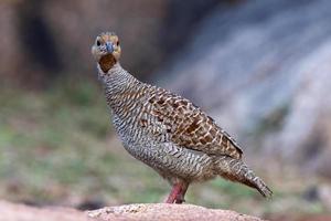 Gray Francolin oder Ortygornis pondicerianus, beobachtet in Hampi in Indien foto