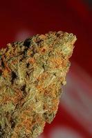 Makro-Nahaufnahme von medizinischen Marihuana-Knospen Cannabis bereit für Rauchkonzepte der Kräuter- und Alternativmedizin hochwertige großformatige botanische Hintergrunddrucke foto