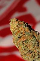 Makro-Nahaufnahme von medizinischen Marihuana-Knospen Cannabis bereit für Rauchkonzepte der Kräuter- und Alternativmedizin hochwertige großformatige botanische Hintergrunddrucke foto