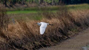 Reiher fliegt über das Feld foto