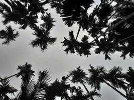 Nebellandschaft erhebt sich aus Kokosnuss- und Betelbäumen, grauer Himmel von oben. natürlicher Hintergrund isoliertes Konzept. foto