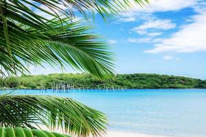 Palmblätter am Strand am Himmel. foto