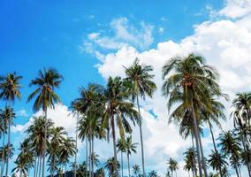 Palme mit blauem Himmel. foto