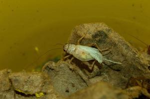 Nahaufnahme von Gryllidae mit hohem Proteingehalt foto