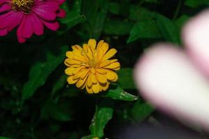 Zinnien blühen im Garten. Diese Blume hat eine sehr dünne und steife Blütenkrone, die einem Blatt Papier ähnelt. zinia besteht aus 20 Pflanzenarten foto