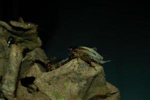 Nahaufnahme von Gryllidae mit hohem Proteingehalt foto