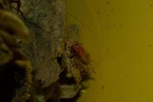 Nahaufnahme von Gryllidae mit hohem Proteingehalt foto