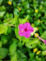 defokussierter abstrakter hintergrund der rosa blume foto