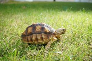 Schildkröte auf dem grünen Gras, Centrochelys sulcata foto