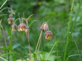 Wildblume geum rivale Heilpflanze, die in der Volksmedizin verwendet wird foto