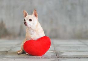 Braune Chihuahua-Hunde mit kurzen Haaren, die mit rotem Herzformkissen auf unscharfem Fliesenboden und Zementwand-Valentinstag-Konzept sitzen. foto