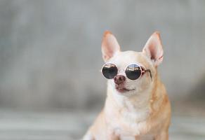 brauner Chihuahua-Hund mit kurzen Haaren, der eine Sonnenbrille auf Zementwandhintergrund mit Kopierraum trägt und zurückschaut. Kopfschussfoto. foto