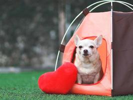 brauner Chihuahua-Hund mit kurzen Haaren, der in orangefarbenem Campingzelt und rotem Kissen in Herzform auf grünem Gras sitzt, im Freien, mit Blick auf die Kamera. haustierreise- und valentinstagkonzept. foto