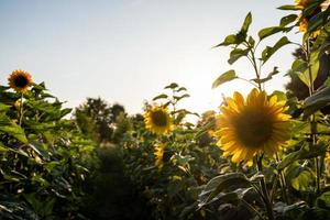 blühende Helianthus. Feld mit schönen gelben Sonnenblumenblumen gegen einen blauen Himmel und eine Sonne. foto