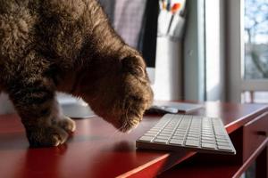 Katze beschnüffelt die Tastatur, die gefährlich auf der Tischkante liegt und herunterfallen kann. nachlässige Einstellung zum Gadget. foto