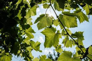 Weinrebe vor blauem Himmel im Gegenlicht der Sonne. Untersicht. foto