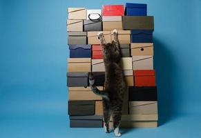 Schuhkartons und eine Katze, die die Kartons umarmt und auf ihren Hinterbeinen steht. Blauer Hintergrund. Platz kopieren. foto