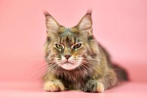 Maine-Coon-Katze, Schildpatt-Fellfarbe. foto