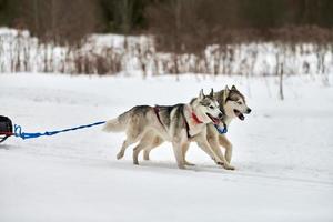 Laufender Husky-Hund auf Schlittenhunderennen foto