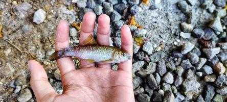 Puntius-Fische, die starben, weil sie von einem Raubfisch gebissen wurden, dessen Körper größer ist foto