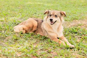 Brauner Hund sitzt im Garten foto