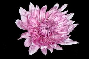 Nahaufnahme einer einzelnen rosa Chrysanthemenblume. foto