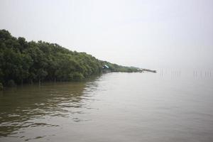 niemand keine person auf feuchtgebieten, strand, mangrovenwaldgebiet mit baum- und regenwolkenhimmelhintergrund foto