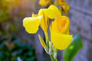 gelbe Canna-Blüten. Blüte in einem Strauß an der Spitze des Stängels. und hat einige weiche Blütenblätter, Blütengröße und -farbe variieren je nach Art. weicher und selektiver Fokus. foto