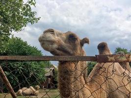 Kamel, das seinen Kopf auf einem Eisenzaun abstützt. das kamel steht im naturschutzgebiet des rostovskiy zooparks foto