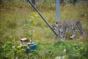 Leopard in einem Naturschutzgebiet. Es wird zu seiner Sicherheit in einem Käfig gehalten. Naturschutzgebiet Rostovskiy Zoo Park. foto