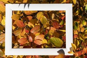 Ein leerer weißer Rahmen auf einem Hintergrund aus herbstlichen roten und gelben Blättern mit einem Platz zum Kopieren, Herbst foto