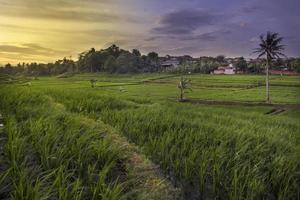 Blick auf Reisfelder mit Kokospalmen am Rand foto