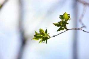 Nahaufnahme von jungen Blättern auf Ast in der Natur im Frühjahr. frühlingsblühender obstbaum im gartengrundstück. geschwollene Knospen am blühenden Obstbaum foto