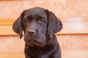Tierporträt eines Hundes auf beigem Hintergrund. Porträt eines schwarzen Labrador-Retriever-Hündchens. foto