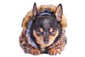 Chihuahua-Hund in Kleidung mit Leopardenmuster. Hund liegt isoliert auf weiß. Tier, Haustier. foto