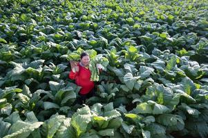 alte dame, die in der erntezeit tabakblätter erntet landwirte, die tabakblätter sammeln landwirte pflanzen tabak auf den in thailand angebauten tabakfeldern foto