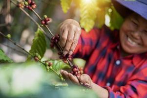 Arabica-Kaffeebeeren von asiatischen Bauernhänden Robusta- und Arabica-Kaffeebeeren von asiatischen Bauernhänden Gia Lai, Vietnam foto