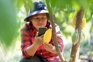 asiatischer Bauer sieht zufrieden aus mit Kakaobohnen von seiner Plantage, Bäuerin Mutter mit Handy frische Kakaofrüchte auf dem Feld pflücken foto