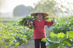 alte dame, die in der erntezeit tabakblätter erntet landwirte, die tabakblätter sammeln landwirte pflanzen tabak auf den in thailand angebauten tabakfeldern foto