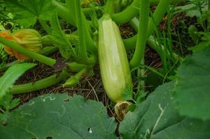 Zucchini wächst im Garten auf dem Beet foto