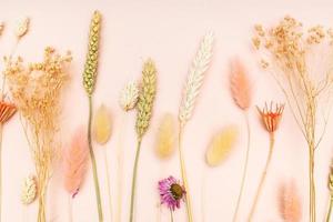 verschiedene natürliche getrocknete pflanzen nahaufnahme auf rosa foto